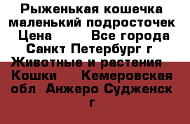 Рыженькая кошечка маленький подросточек › Цена ­ 10 - Все города, Санкт-Петербург г. Животные и растения » Кошки   . Кемеровская обл.,Анжеро-Судженск г.